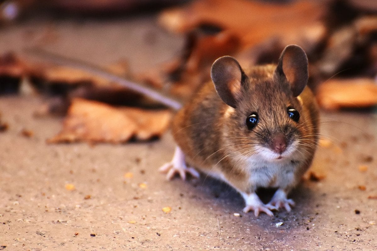 Mice Move Indoors When the Weather Turns: Seal These Gaps Before Winter